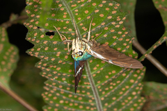 Astraptes fulgerator fulgerator