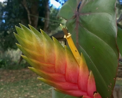 Tillandsia lampropoda