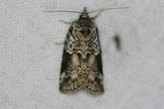 Nycteola