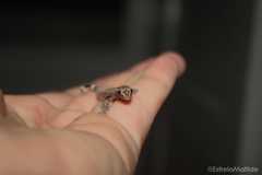 Hemidactylus principensis