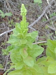 Pterocaulon polystachyum