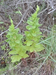 Pterocaulon polystachyum