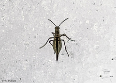 Boreidae