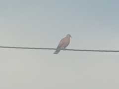 Streptopelia tranquebarica