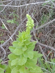 Pterocaulon polystachyum
