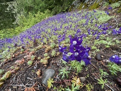 Delphinium menziesii