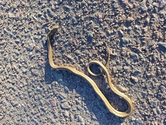 Dryophylax hypoconia