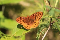 Speyeria cybele pseudocarpenteri