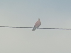 Streptopelia tranquebarica