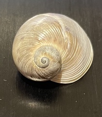 Natica caneloensis