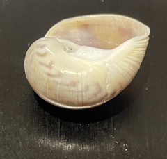 Natica caneloensis