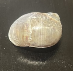Natica caneloensis