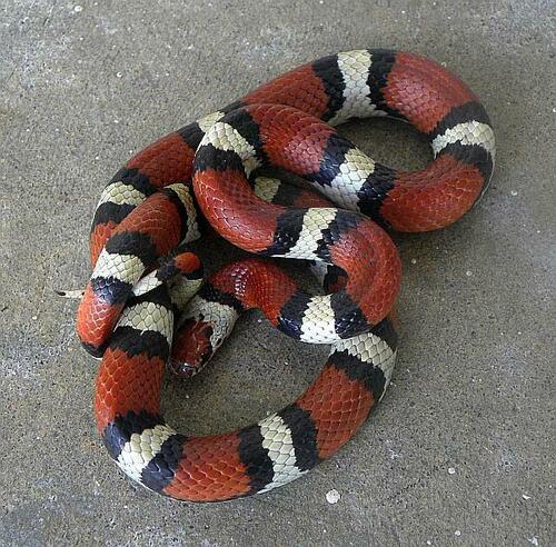 Kingsnakes and Milk Snakes photographed in North Carolina