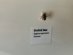 Euglossa igniventris