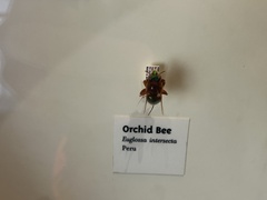 Euglossa intersecta