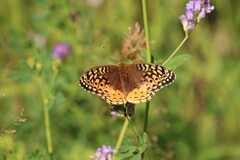 Speyeria cybele pseudocarpenteri