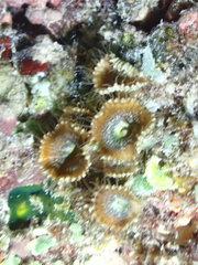 Palythoa