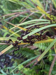Machaerina mariscoides