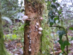 Mycena haematopus
