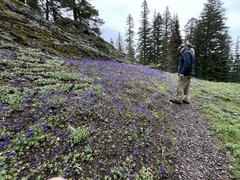 Delphinium menziesii