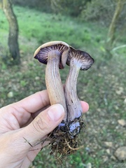 Laccaria amethysteo-occidentalis