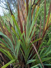 Machaerina mariscoides