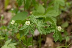 Hydrastis canadensis