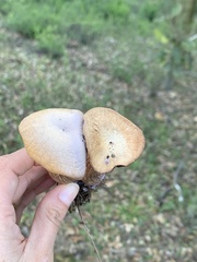 Laccaria amethysteo-occidentalis