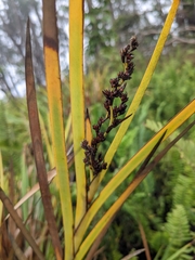 Machaerina mariscoides