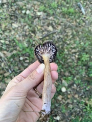 Laccaria amethysteo-occidentalis