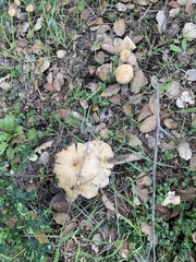 Laccaria amethysteo-occidentalis