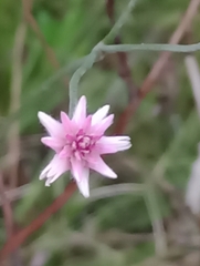 Pfaffia tuberosa