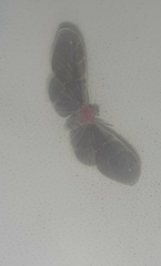 Lepidoptera