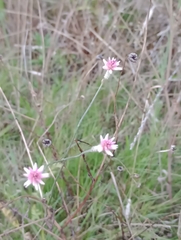 Pfaffia tuberosa