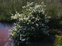 Escallonia virgata