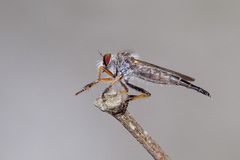 Neoitamus flavofemoratus