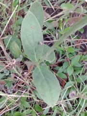 Pfaffia tuberosa