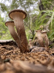 Pleurotus tuber-regium