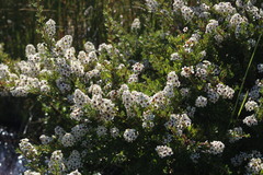 Escallonia virgata
