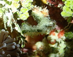 Polycladida