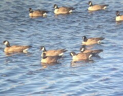 Branta hutchinsii