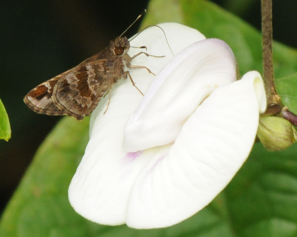 Cymaenes fraus