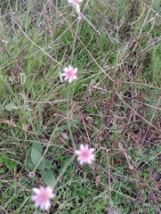 Pfaffia tuberosa