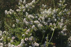 Escallonia virgata