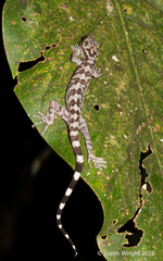 Cyrtodactylus