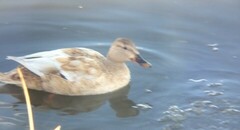 Anas platyrhynchos domesticus