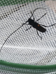 Tragidion coquus