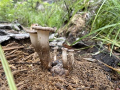 Pleurotus tuber-regium