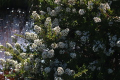 Escallonia virgata