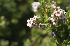 Escallonia virgata